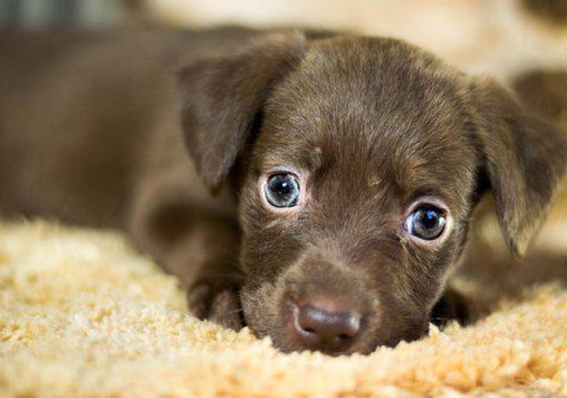 Nova plataforma de assistência para pets conta com serviços da Europ Assistance