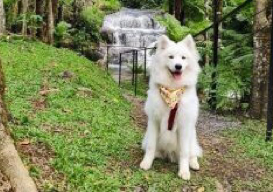 Pet Friendly: Parque da cerveja é opção ideal para você se divertir com seu cão