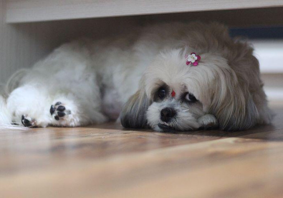 Shih-tzu de 6 anos estava saudável e alegre antes de comer petisco, diz tutora