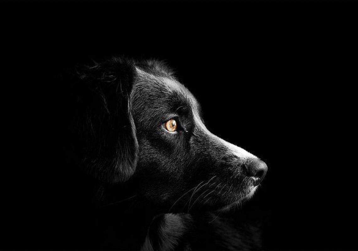 Intoxicação de cães: Tecnoclean diz que adquiriu ingrediente de uma importadora