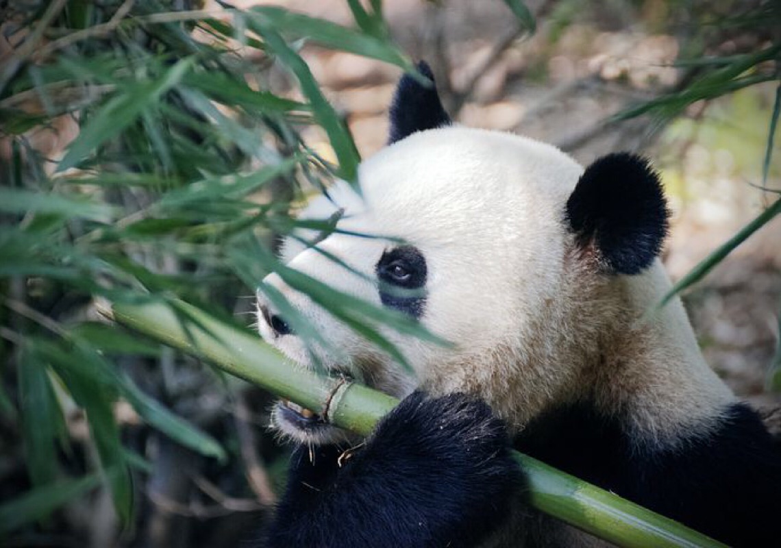 Filhotes de panda se encontram com público em base de reprodução na China