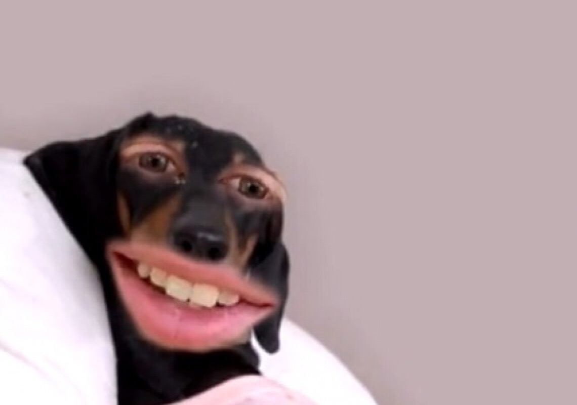 Celebre o Dia do Pet com lentes de realidade aumentada