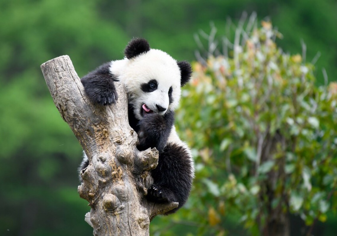 Parque nacional aumenta proteção de pandas e beneficia moradores locais