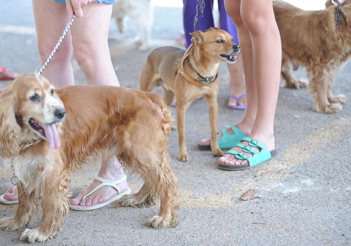 Companhia aérea tem crescimento de mais de 270% de pets em voos