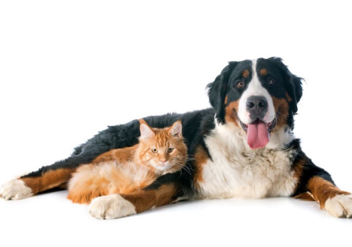 Cachorro e gato: confira dicas para facilitar a convivência entre eles
