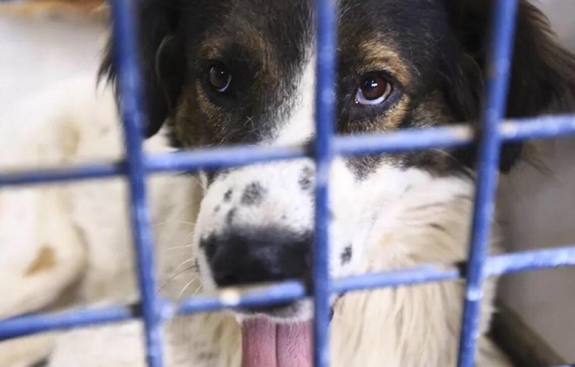 Distrito Federal cria a primeira delegacia de proteção animal do Brasil