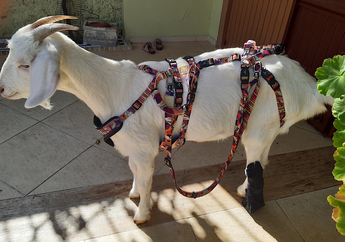 Cabra abandonada à própria sorte é resgatada e salva com fisioterapia