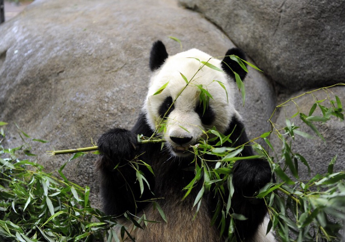 Pandas gigantes retornam à China após duas décadas no Zoológico de Memphis