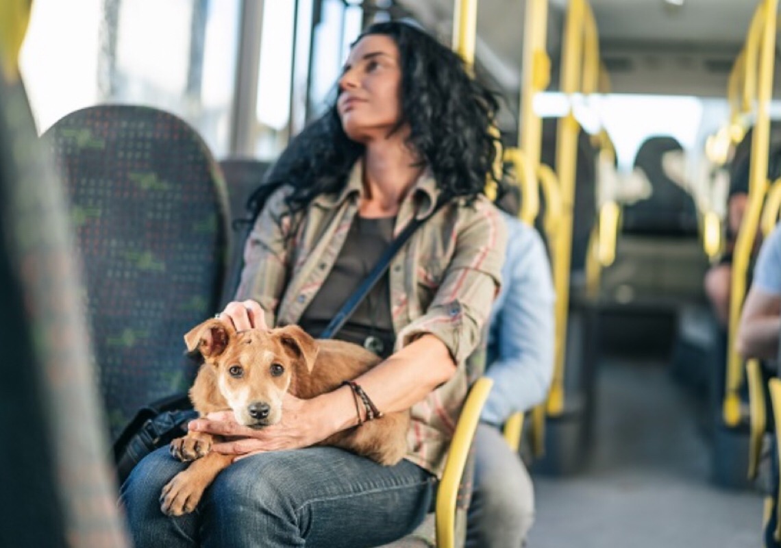 Pets com coleira e guia agora podem ser levados em ônibus e metrô no DF