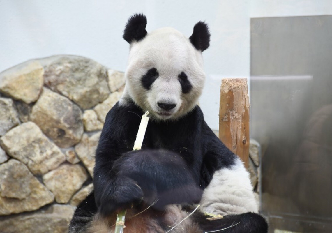 China dá boas-vindas ao panda Eimei e às filhotes gêmeas do Japão