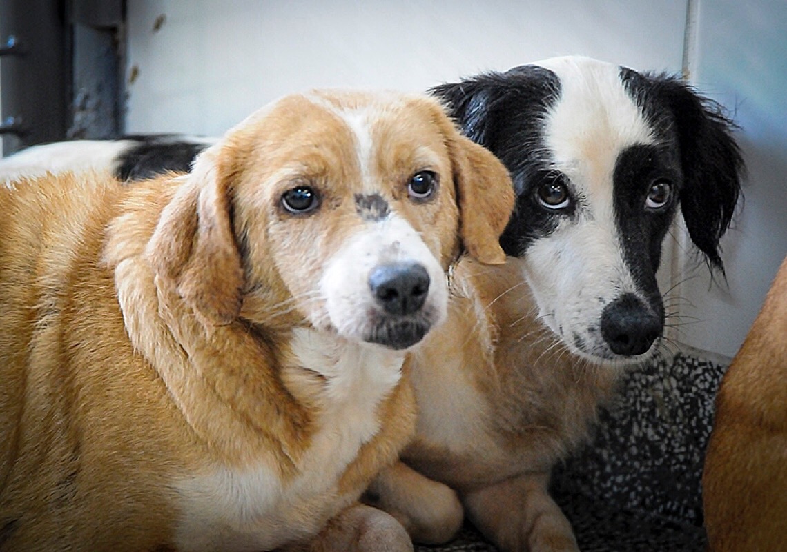 Governo proíbe uso de animais em pesquisas sobre cosméticos e produtos de higiene