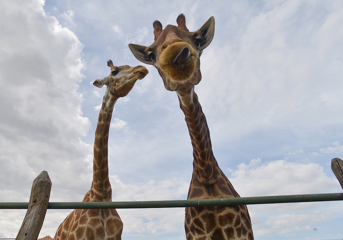 MPF denuncia quatro pessoas em caso de maus-tratos contra girafas