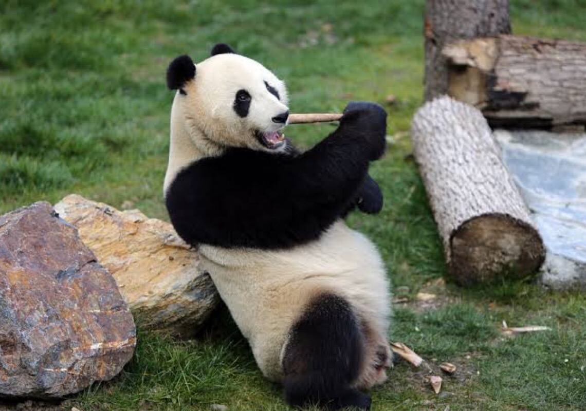  Noite de intercâmbio amistoso em Tóquio destaca pandas gigantes chineses