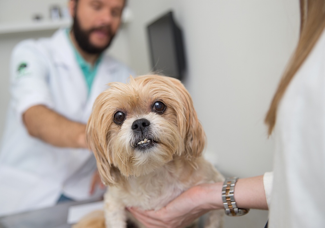 Como prevenir e identificar doenças gastrointestinais em animais de estimação