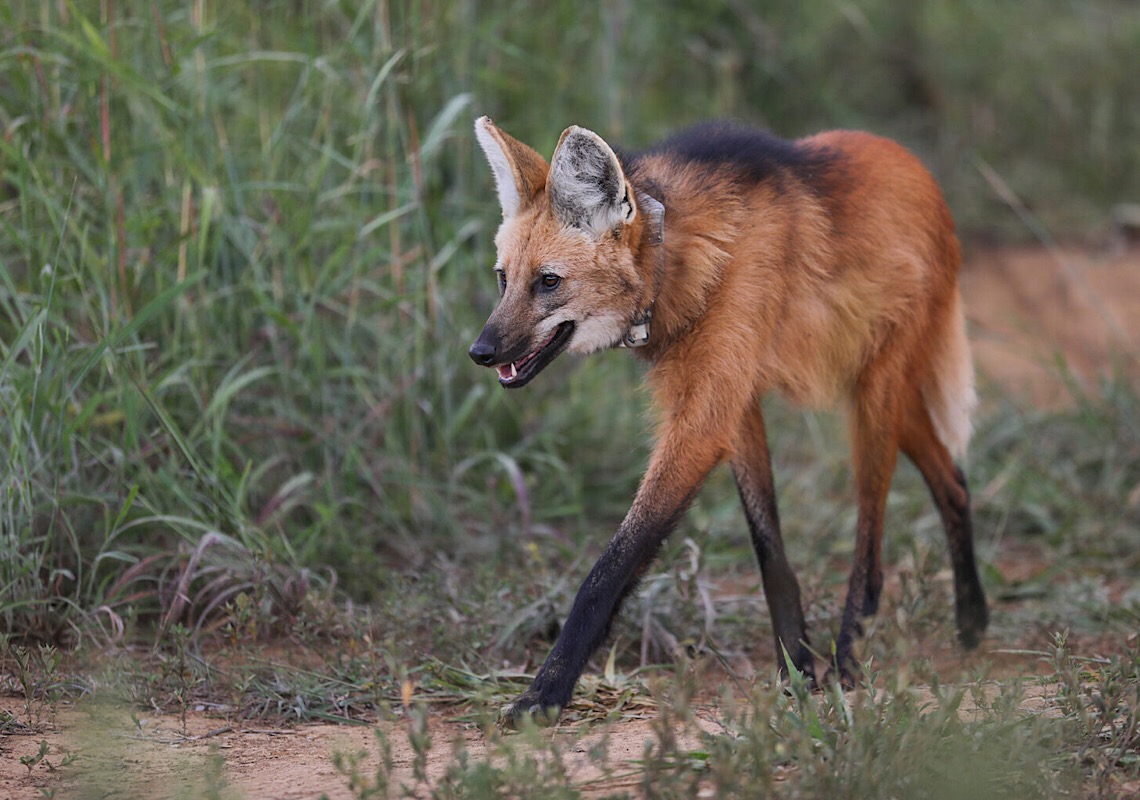 Loba-guará Pequi é solta na natureza depois de dois anos em adaptação
