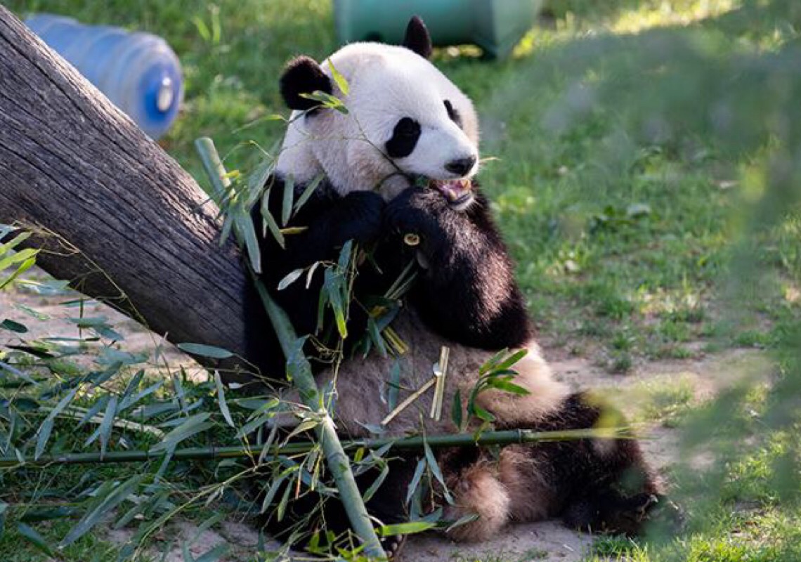 Pandas gigantes no Zoológico Nacional Smithsonian nos EUA estão todos saudáveis