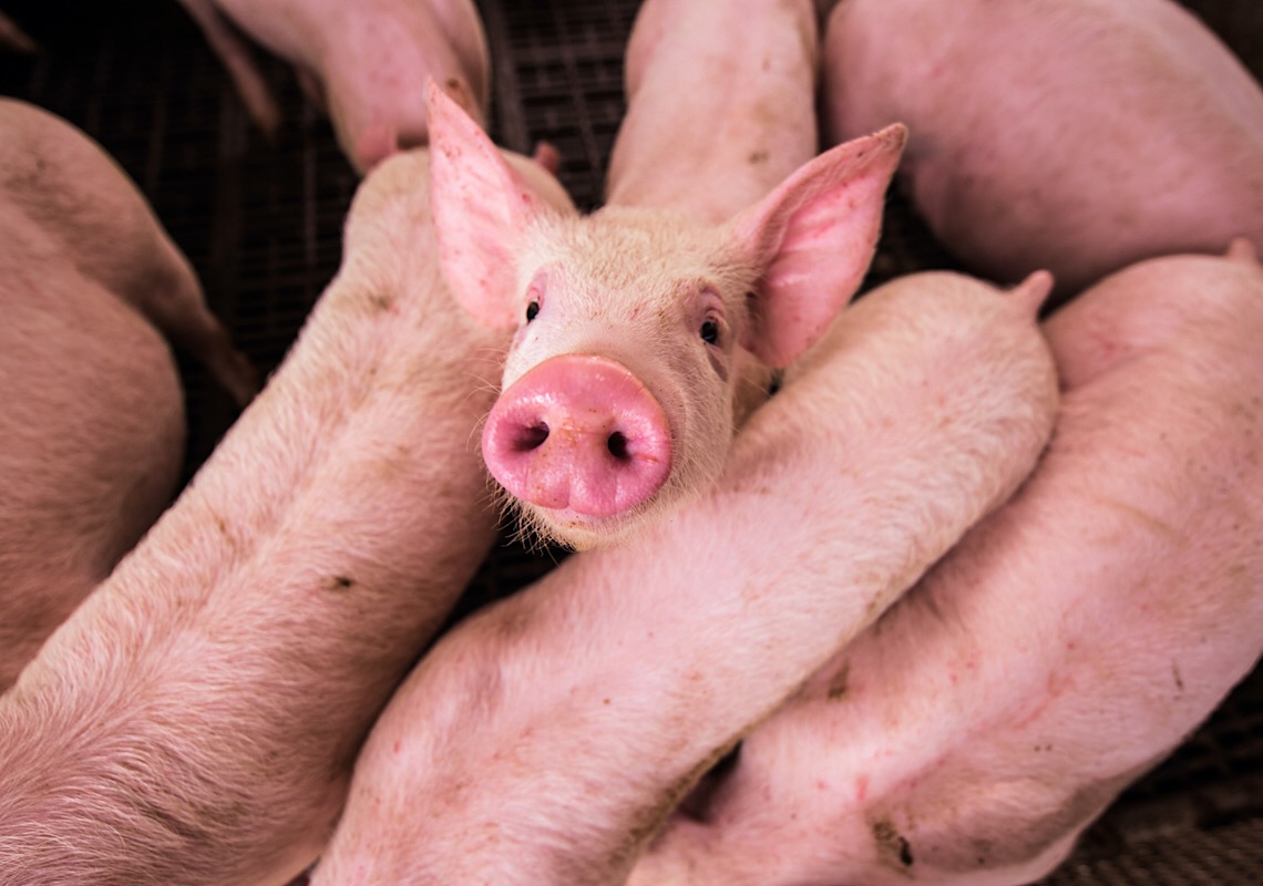 Bancos melhoram as suas políticas de bem-estar animal, afirma ONG em relatório recente