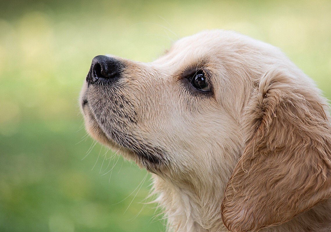 Cachorro castrado e mudança de comportamento: entenda a relação