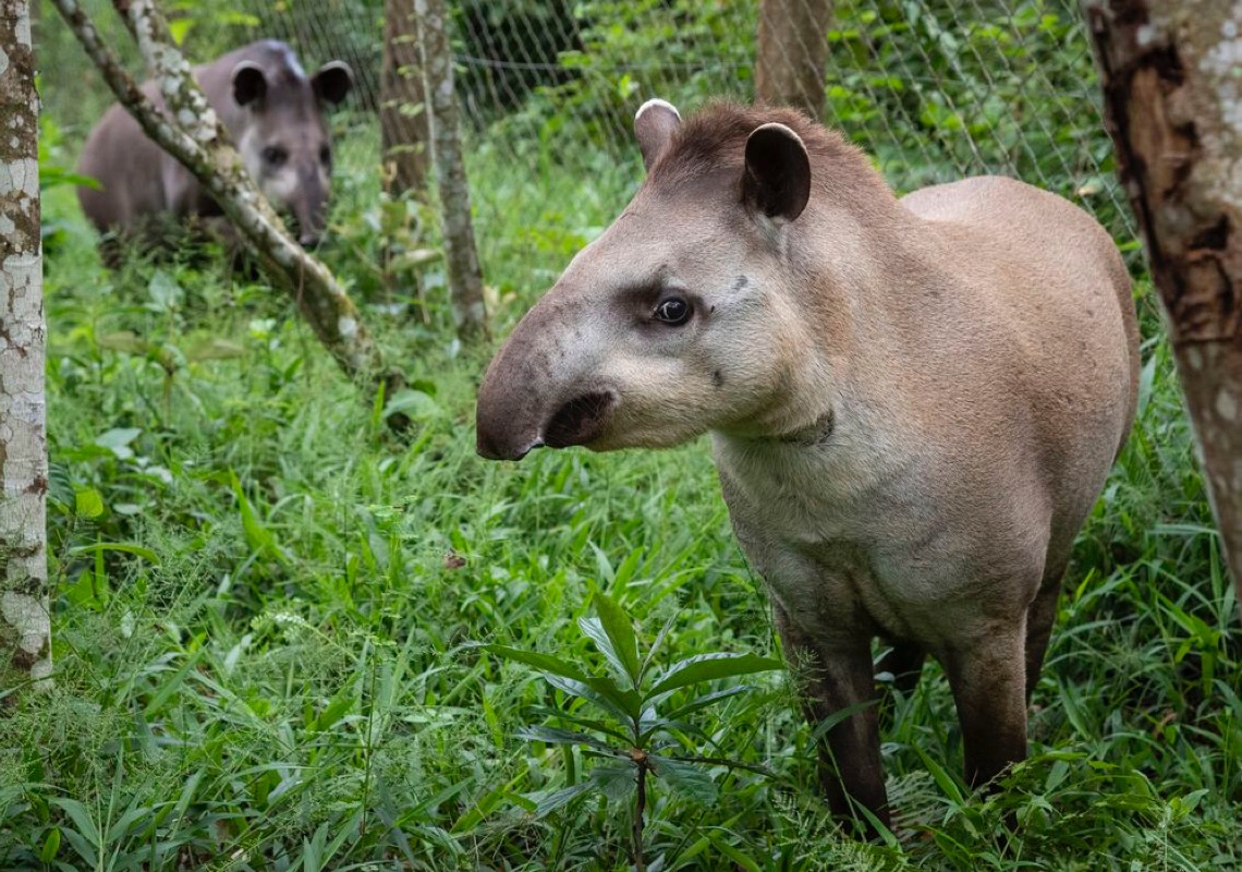 Projeto Guapiaçu solta na Mata Atlântica novo casal de antas