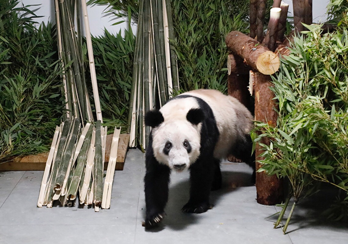 Panda gigante fêmea Ya Ya retorna ao Zoológico de Beijing