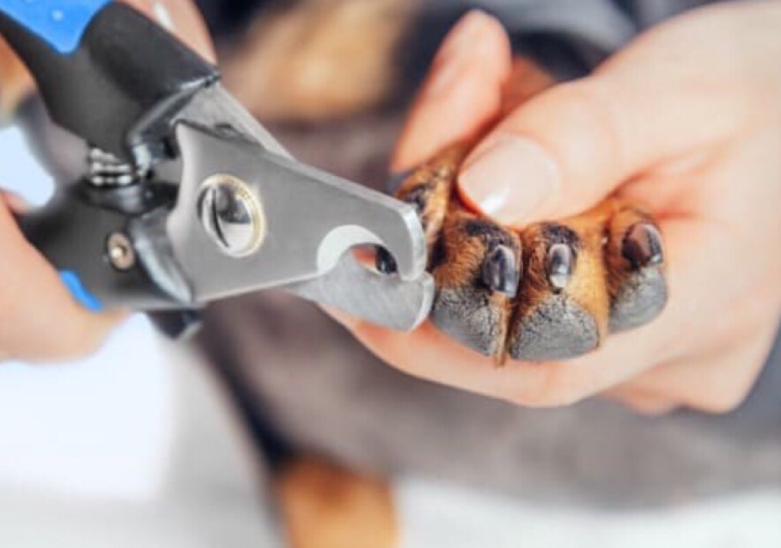 Qual a importância de corte de unhas em cães: saúde sem complicações