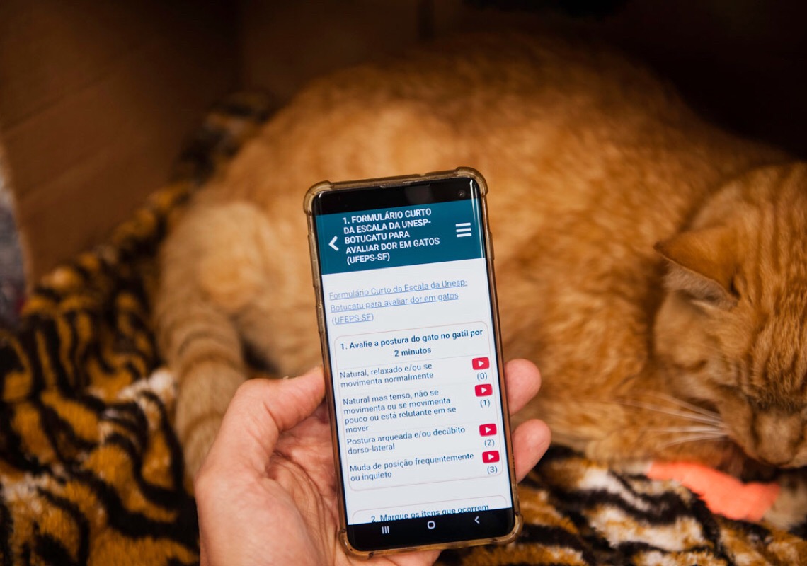 Alívio no sofrimento: aplicativo ajuda a reconhecer dor em animais