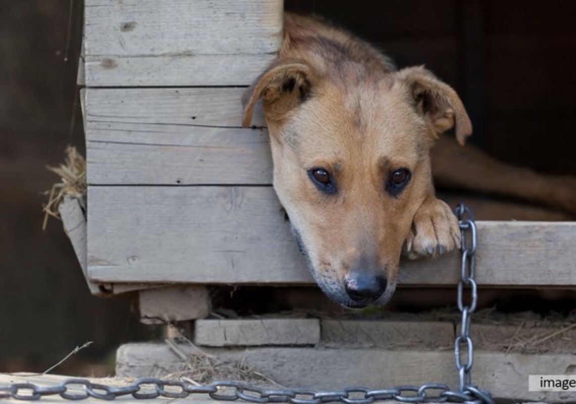 Preso por maus-tratos a animal deverá cumprir medidas cautelares
