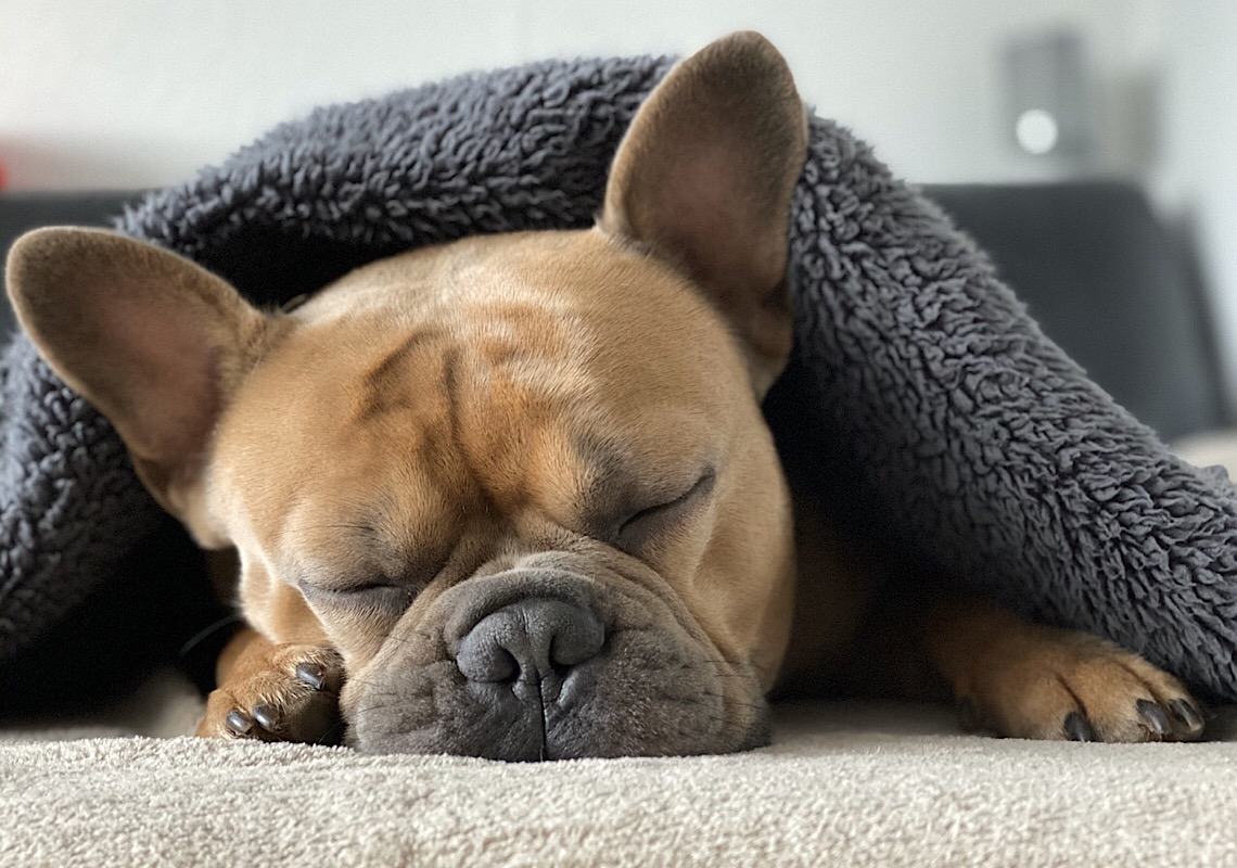 Como proteger os pets no inverno
