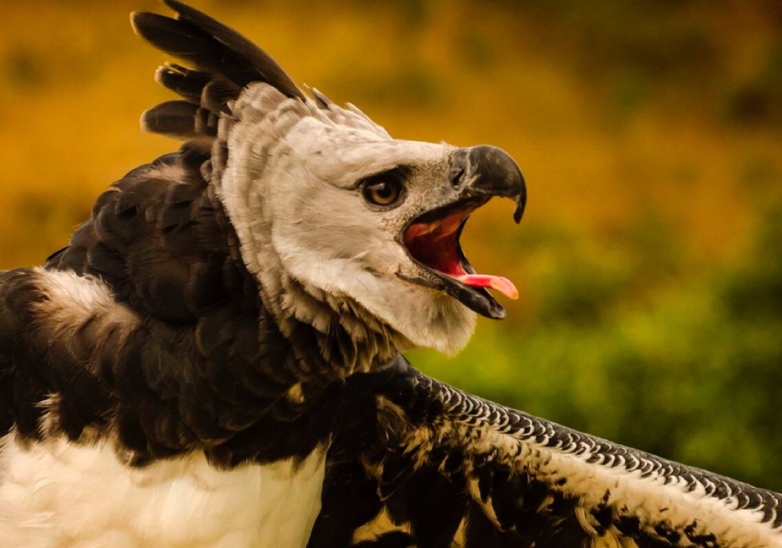 Plataforma exibe espécies em risco de extinção em todo o Brasil
