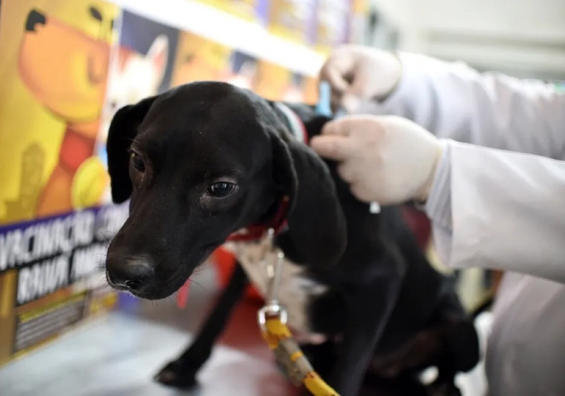 Castração gratuita de cães e gatos no DF vai até 18 de agosto