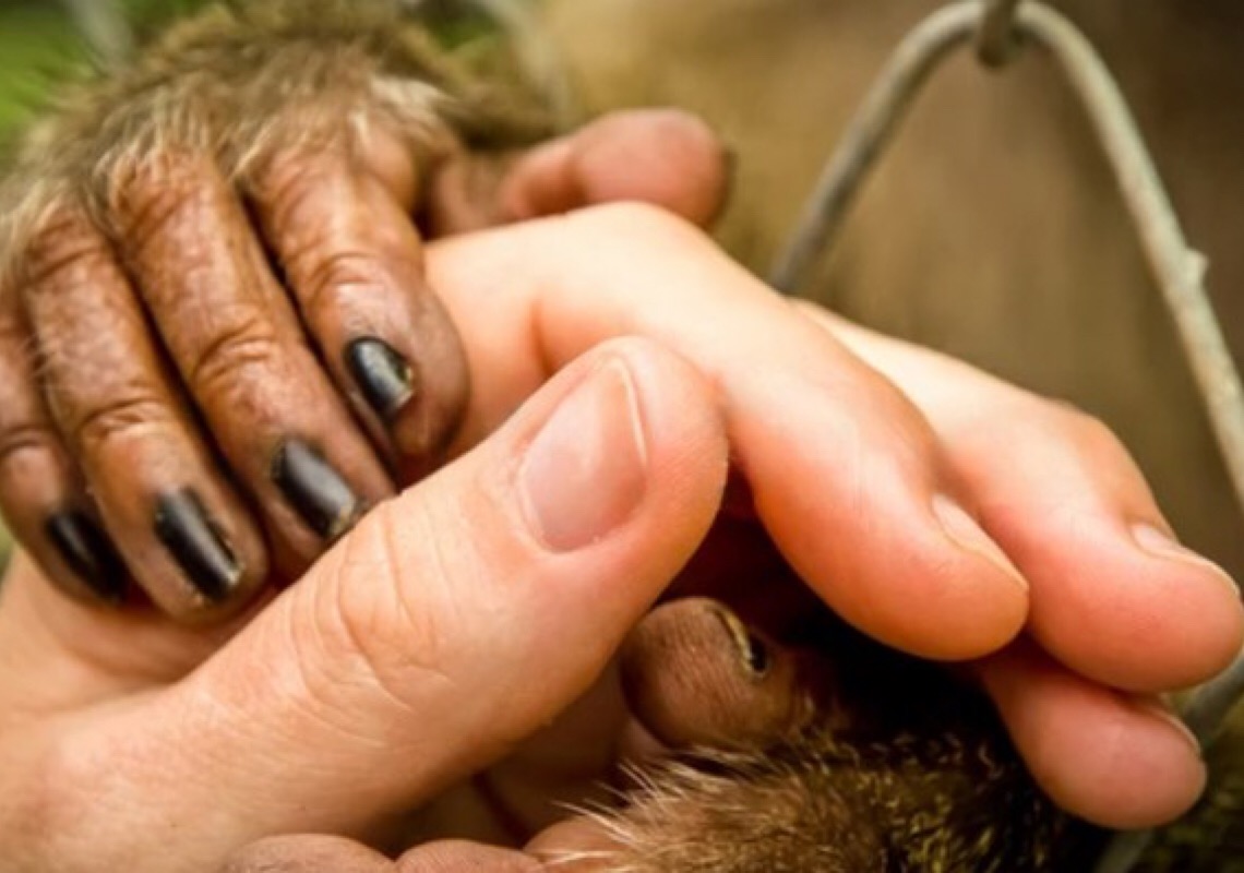 Justiça do DF determina que animais apreendidos em circo fiquem nos locais que os acolheram
