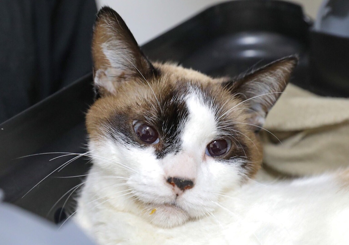 DIstrito Federal cria primeira delegacia para proteção animal do País