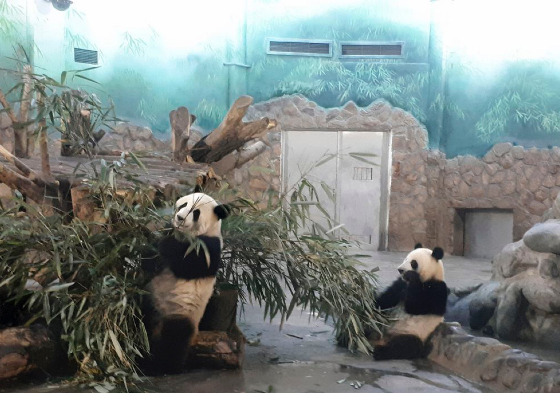 Zoológico de Taipei celebra 19º aniversário de panda gigante da parte continental chinesa