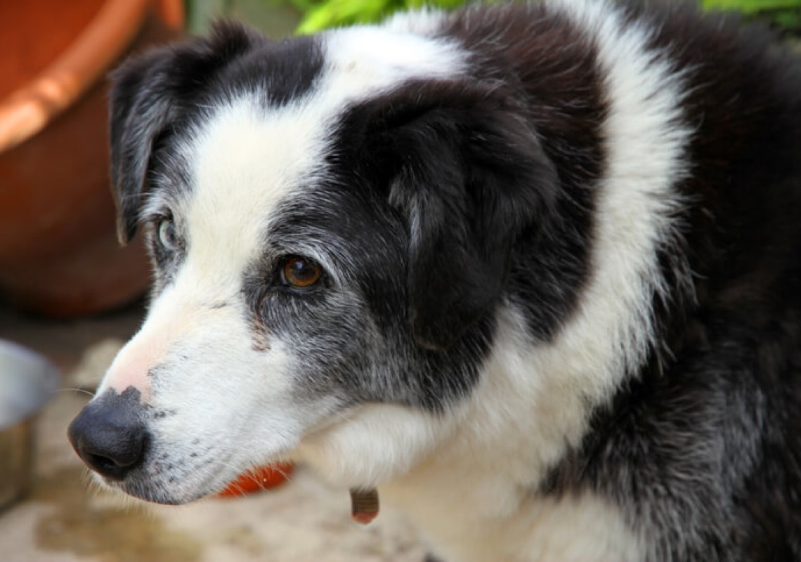 Qual é a expectativa de vida dos cachorros? 