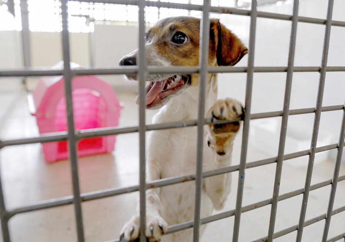 Zoonoses do DF tem 22 animais esperando uma família