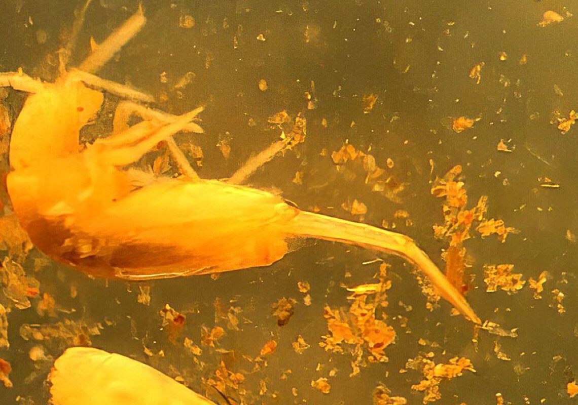 Animal em extinção de 1 mm é encontrado apenas em caverna no Pará