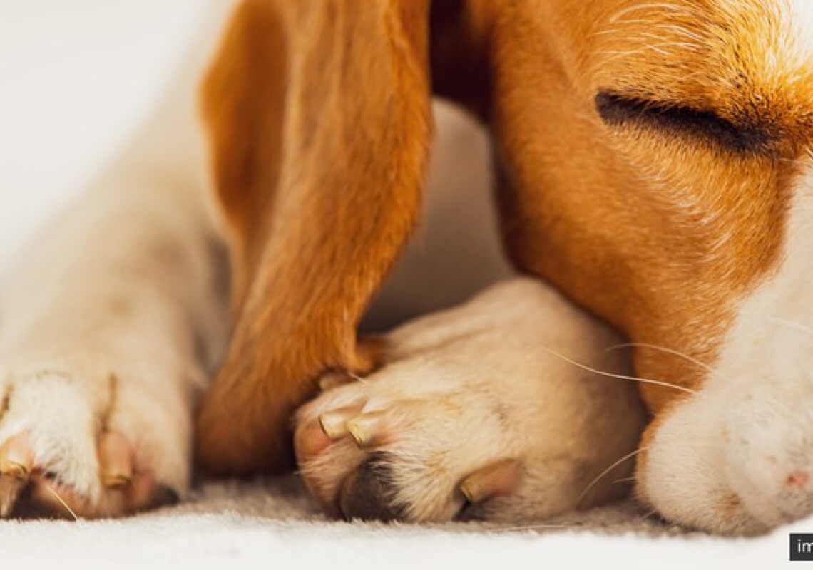 Mulher é condenada pelo crime de maus-tratos à cachorra em Ceilândia, DF