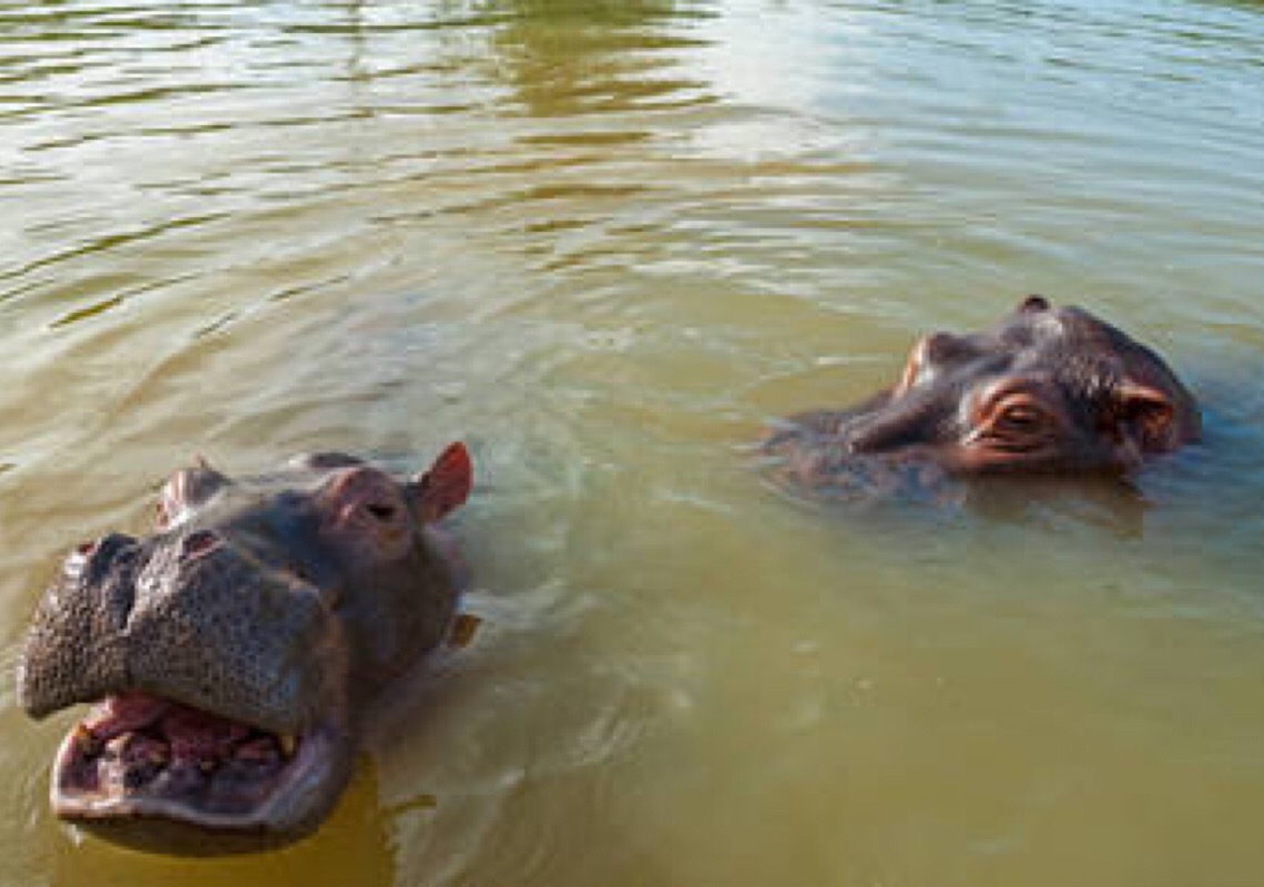 Colômbia decide sacrificar hipopótamos descendentes dos animais importados por Pablo Escobar