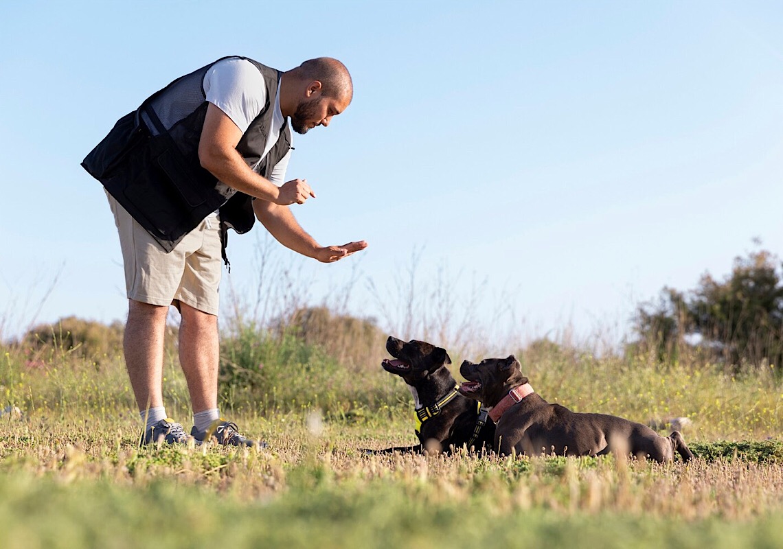 Adestramento de cães: técnicas e benefícios