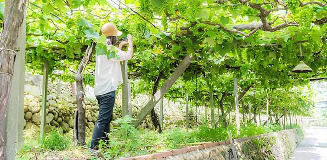 Como Taiwan vem se tornando um destino para os amantes de vinho