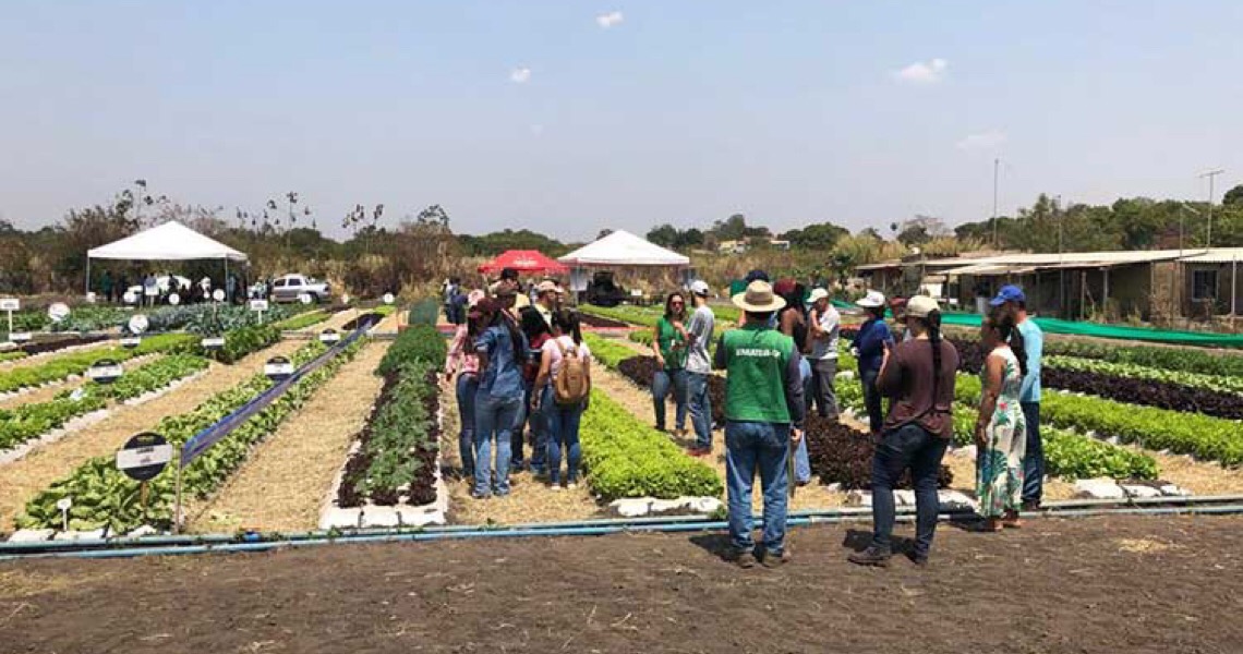 Emater-DF comemora 42 anos com crescimento na produção agropecuária