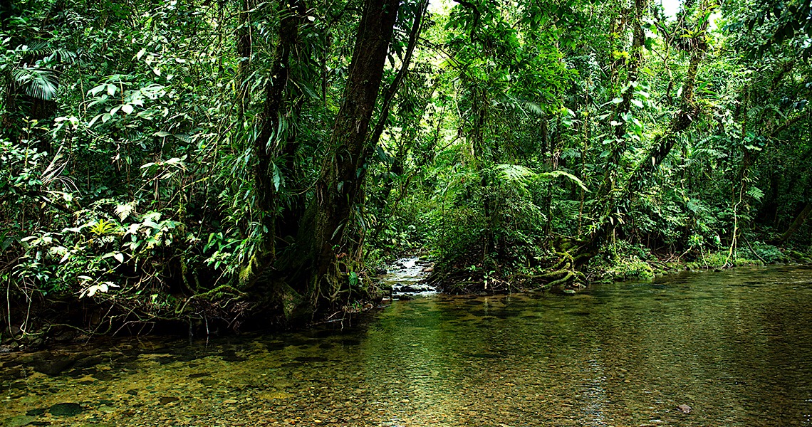 Mata Atlântica e Amazônia em risco durante a pandemia