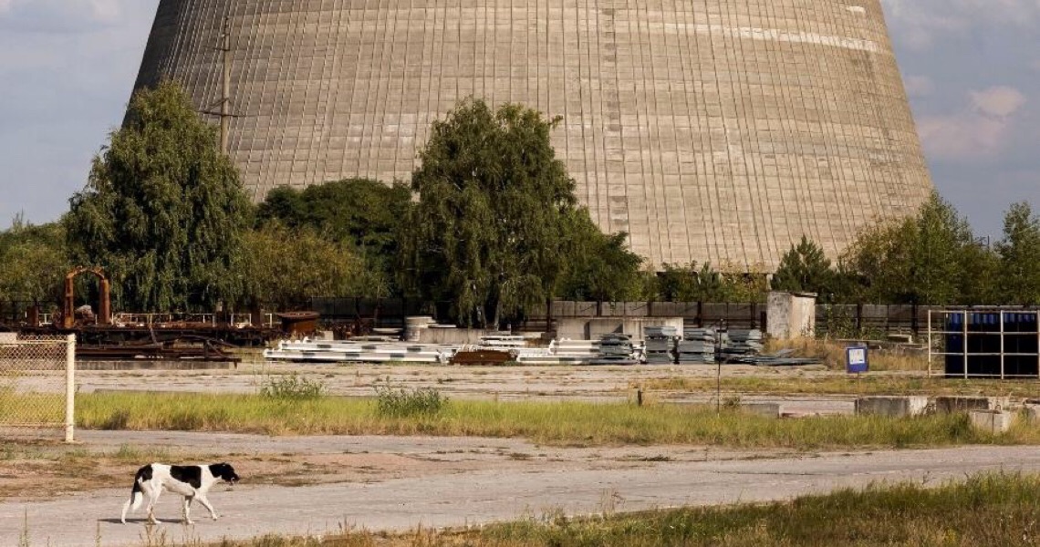 Conhecemos os cães de Chernobyl em tour virtual 34 anos após tragédia
