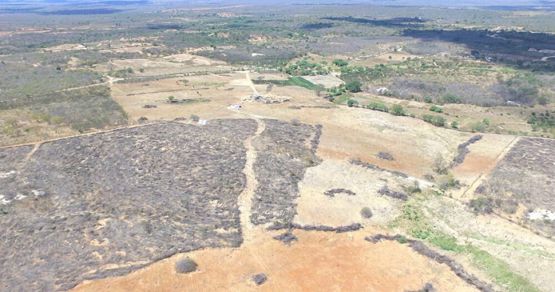 Caatinga: Bioma que só existe no Brasil vai virar deserto?