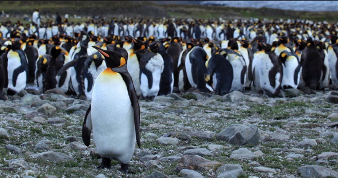 Pinguins-rei, quase 900 mil desapareceram sem pistas