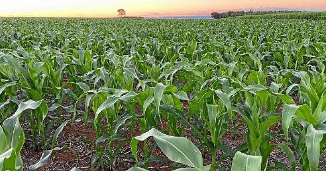 Agricultura do Distrito Federal dribla impactos da pandemia