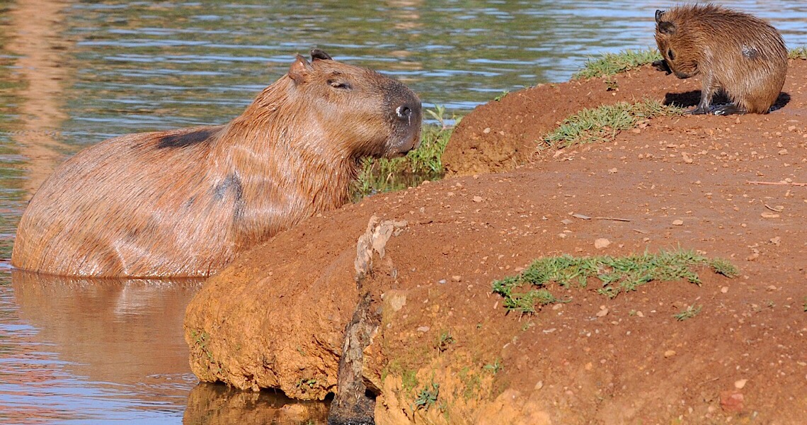 Governo do DF prepara diagnóstico sobre capivaras na Orla do Lago Paranoá