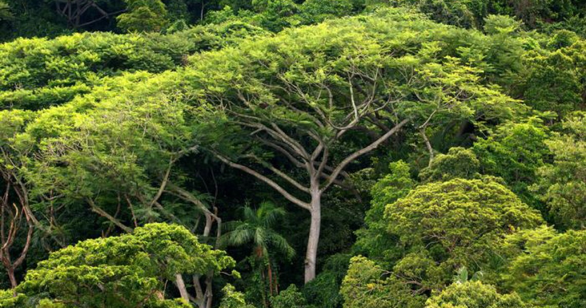 Bioma mais ameaçado do Brasil, Mata Atlântica vive alta do desmatamento