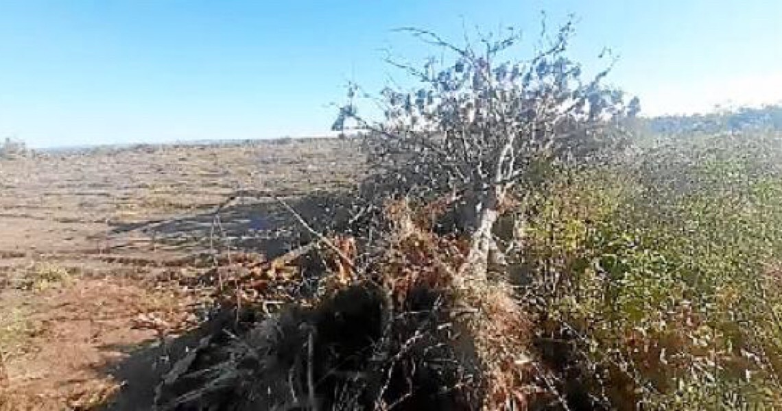 Mais de mil hectares devastados na Chapada dos Veadeiros