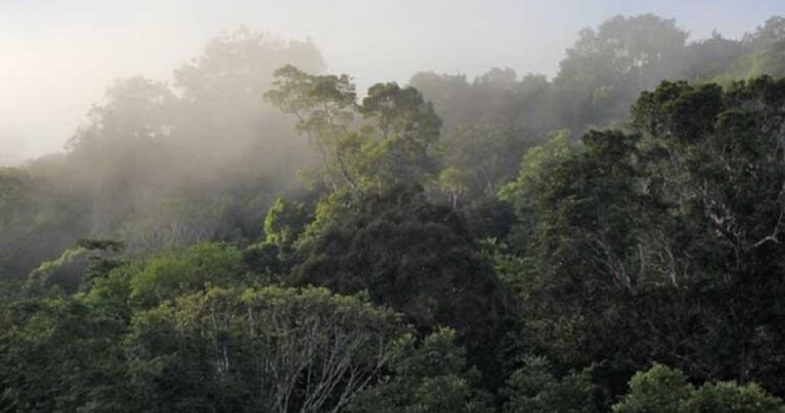 Pesquisadores identificam novos peixes em área preservada da Amazônia